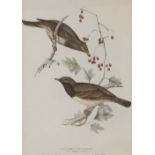 After J and E Gould/Black-Throated Thrush/Naumann's Thrush/Siberian Thrush/printed by Hullmandel