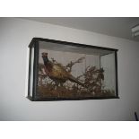 A taxidermy pheasant in fitted case 90cm x 51cm x 32cm.