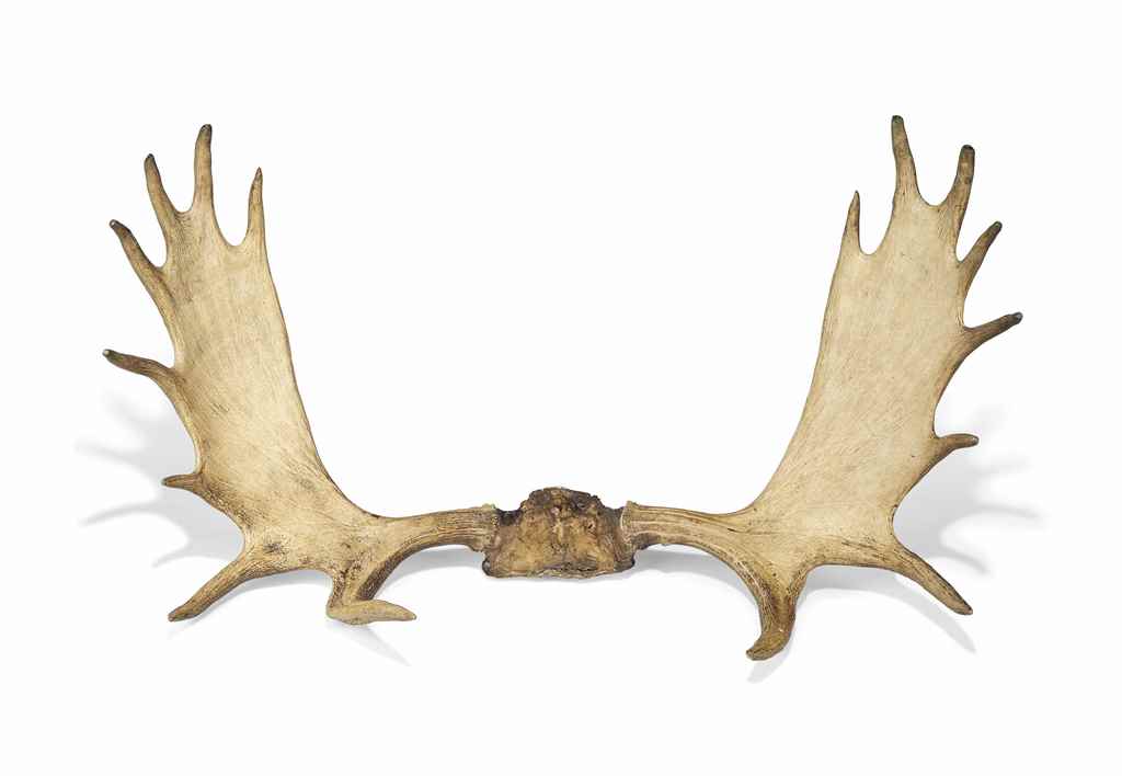 A PAIR OF MOOSE OR ELK ANTLERS
19TH CENTURY
With the central bone skull
50 in. (127 cm.) long