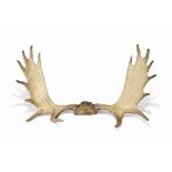 A PAIR OF MOOSE OR ELK ANTLERS
19TH CENTURY
With the central bone skull
50 in. (127 cm.) long