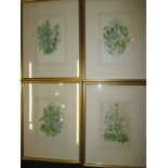 4 Hand coloured flower prints in later frames