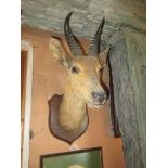 A taxidermy antelope head, mounted on wooden plaque