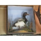 A cased taxidermy waterfowl