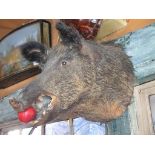 A taxidermy Wild Boars head