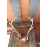 Set of 8 point stag antlers on mounted plaque dated 1911