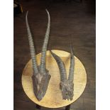 2 Impala skulls with horns, one mounted