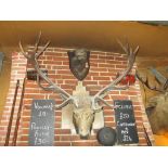 A large  mounted 'Imperial' stag head with 14 point antlers