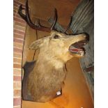 A mounted stag head with 11 point antlers