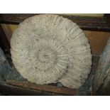 A large fossilised Ammonite