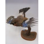 Antique Taxidermied Jay