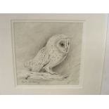 Robin Armstrong - Pencil Study Of Owl