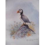 Robin Armstrong - Watercolour Of Puffin
