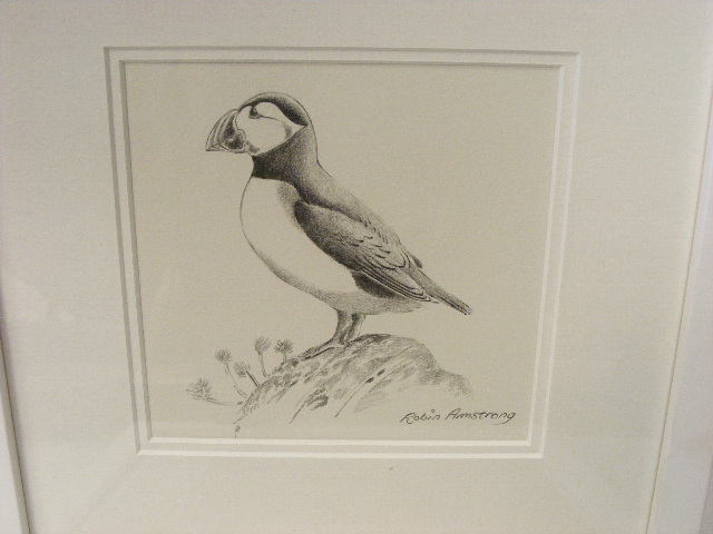 Robin Armstrong - Pencil Sketch Of Puffin