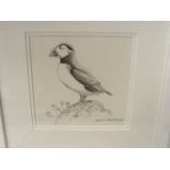 Robin Armstrong - Pencil Sketch Of Puffin