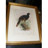 Antique Bird Print & A Selection Of Mostly Antique Prints & Pictures