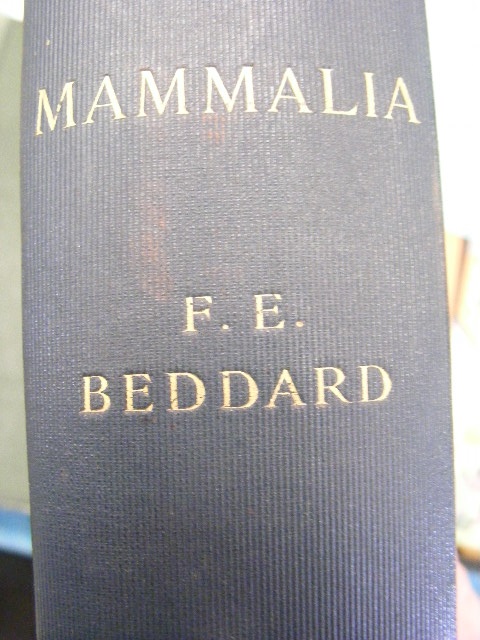 Mammalia - F. E. Beddard 1902