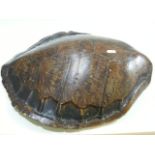 An Antique Turtle Shell