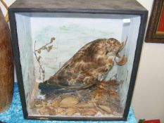 A Victorian Taxidermied Buzzard