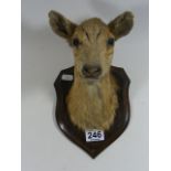 An Edwardian Taxidermied Deer Head Mounted