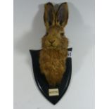 An Edwardian Taxidermied Hare Mounted With Plaque, Signed To Rear By Taxidermist Spicer