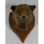 An Edwardian Taxidermied Fox Head On Mount