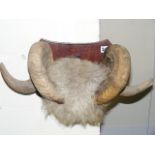 An Edwardian Taxidermied Rams Horn Set On Mount