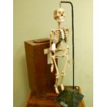 Vintage composition educational model of a human skeleton