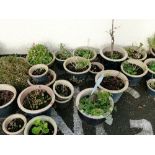 Large quantity of assorted glazed earthenware garden pots