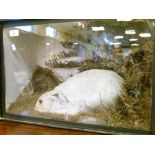 Taxidermy - Late 19th/early 20th Century white haired rabbit in naturalistic setting, cased