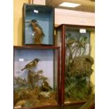 Taxidermy - Three cases - Kingfisher, Pair of Long Tailed Tits and Pair of Stonechats