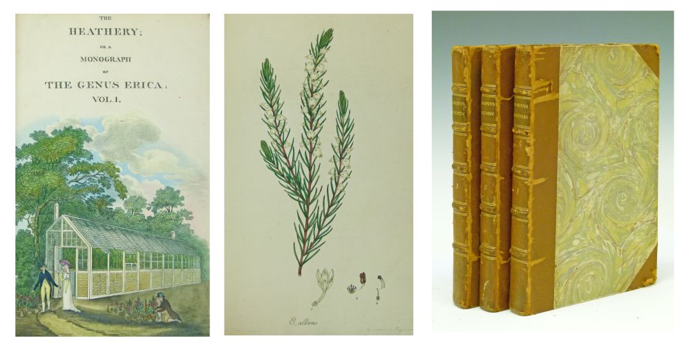 Henry C. Andrews - The Heathery;Or A Monograph Of The Genus Erica, printed by Richard Taylor 1804-