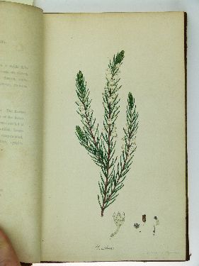 Henry C. Andrews - The Heathery;Or A Monograph Of The Genus Erica, printed by Richard Taylor 1804- - Image 6 of 6