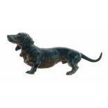 19th Century Austrian cold painted bronze figure of a black and tan Dachshund dog, 11cm long