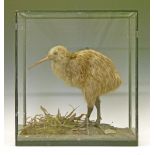 Taxidermy - Kiwi (Apterys Mantelli), by Rowland Ward of London, 35cm high approx, the glazed case