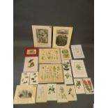 A collection of late C19th/early C20th Botanical and other prints and etchings, largest 17'' x 13''