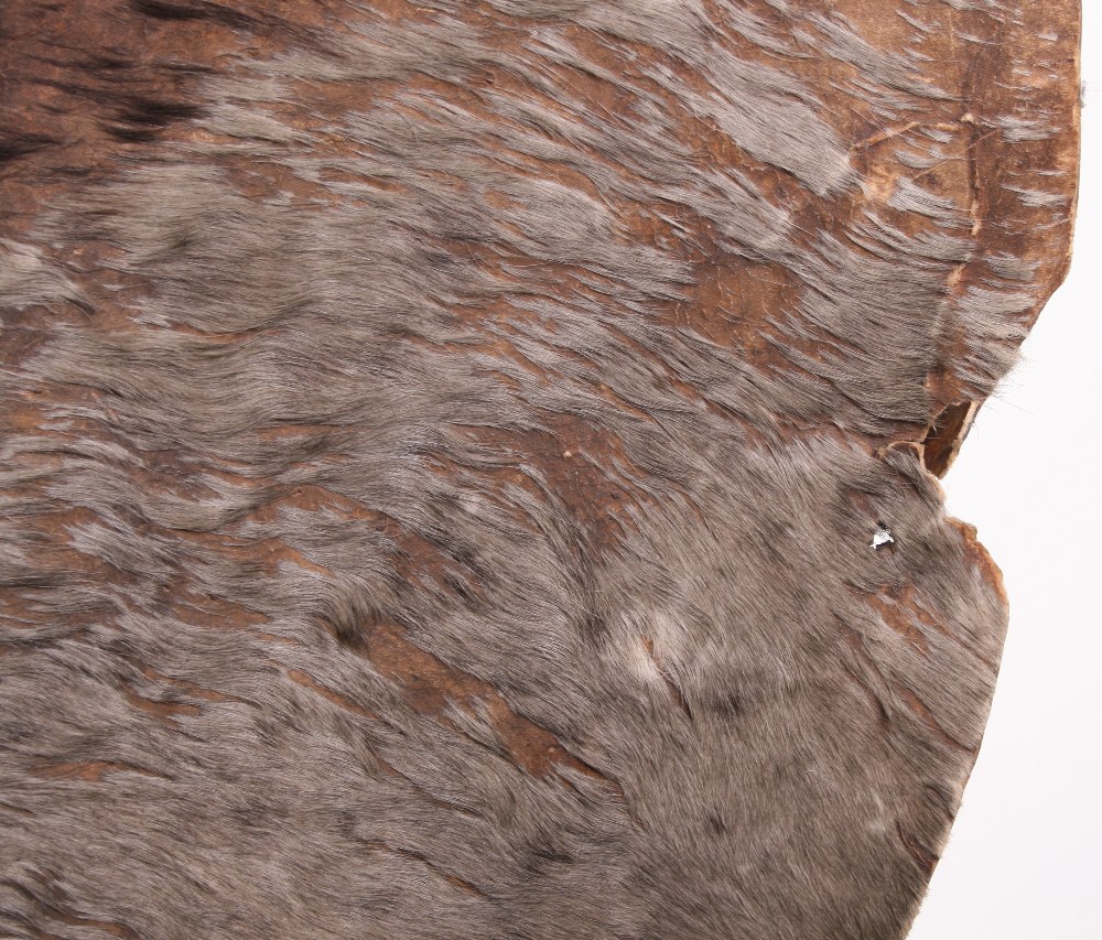 Scarce Zulu Warriors Large Fighting Shield of animal hide with remains of the brown and white animal - Image 4 of 6