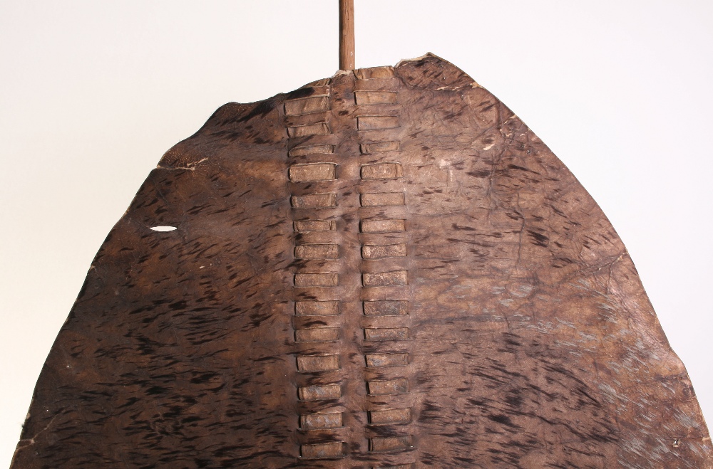 Scarce Zulu Warriors Large Fighting Shield of animal hide with remains of the brown and white animal - Image 3 of 6