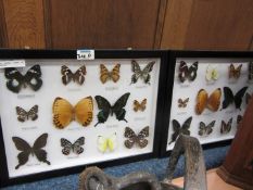 Two display cases of butterflies