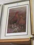 Grouse in Moorland landscape,