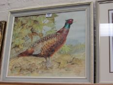 Cock Pheasant in Landscape,