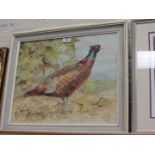 Cock Pheasant in Landscape,