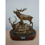 Two bronzed stags on oval base H35cm