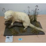 Taxidermy - blond mink on naturalistic base L53cm