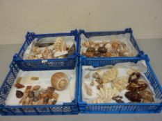 Collection of assorted sea shells in four boxes
