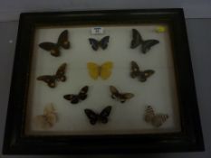 Framed collection of Butterflies