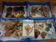 'Collecting World Sea Shells' by Alan Major and a collection of assorted sea shells in four boxes