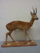 Taxidermy - roe deer on wooden base H104cm