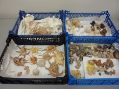 Collection of assorted sea shells in four boxes
