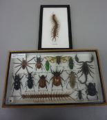 Collection of insects in two display cases