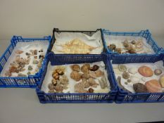 Collection of assorted sea shells in five boxes